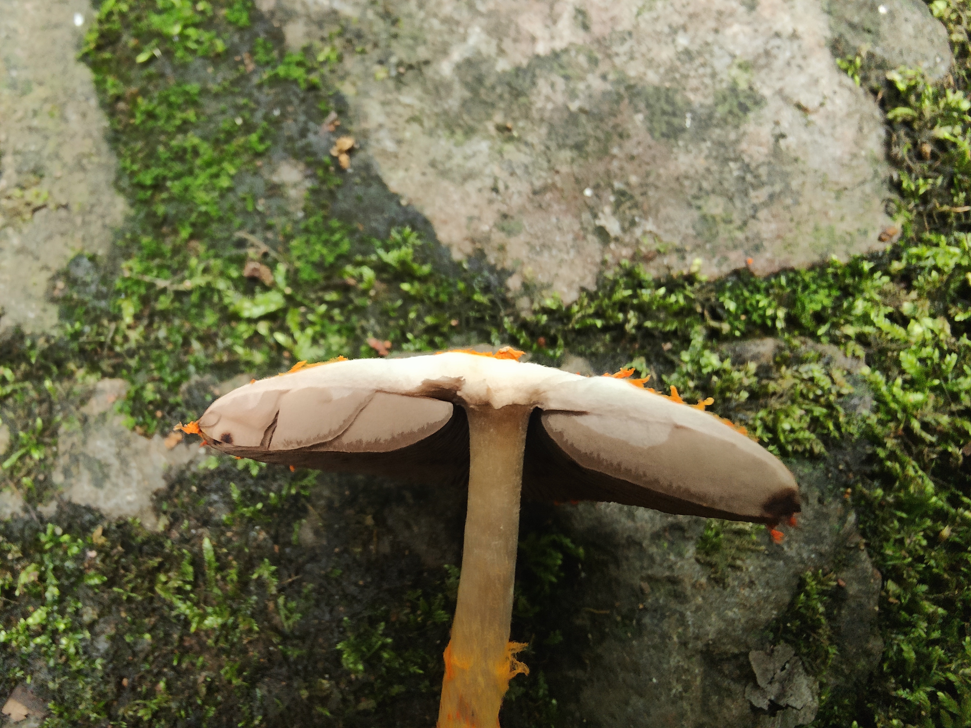 mushroom-image