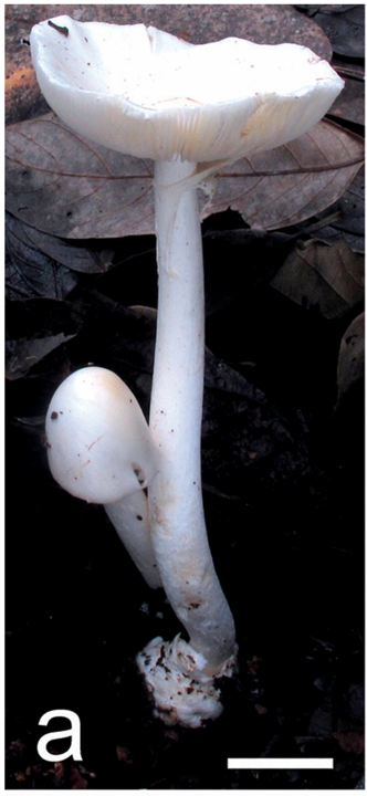 mushroom-image