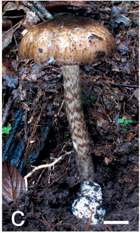 mushroom-image