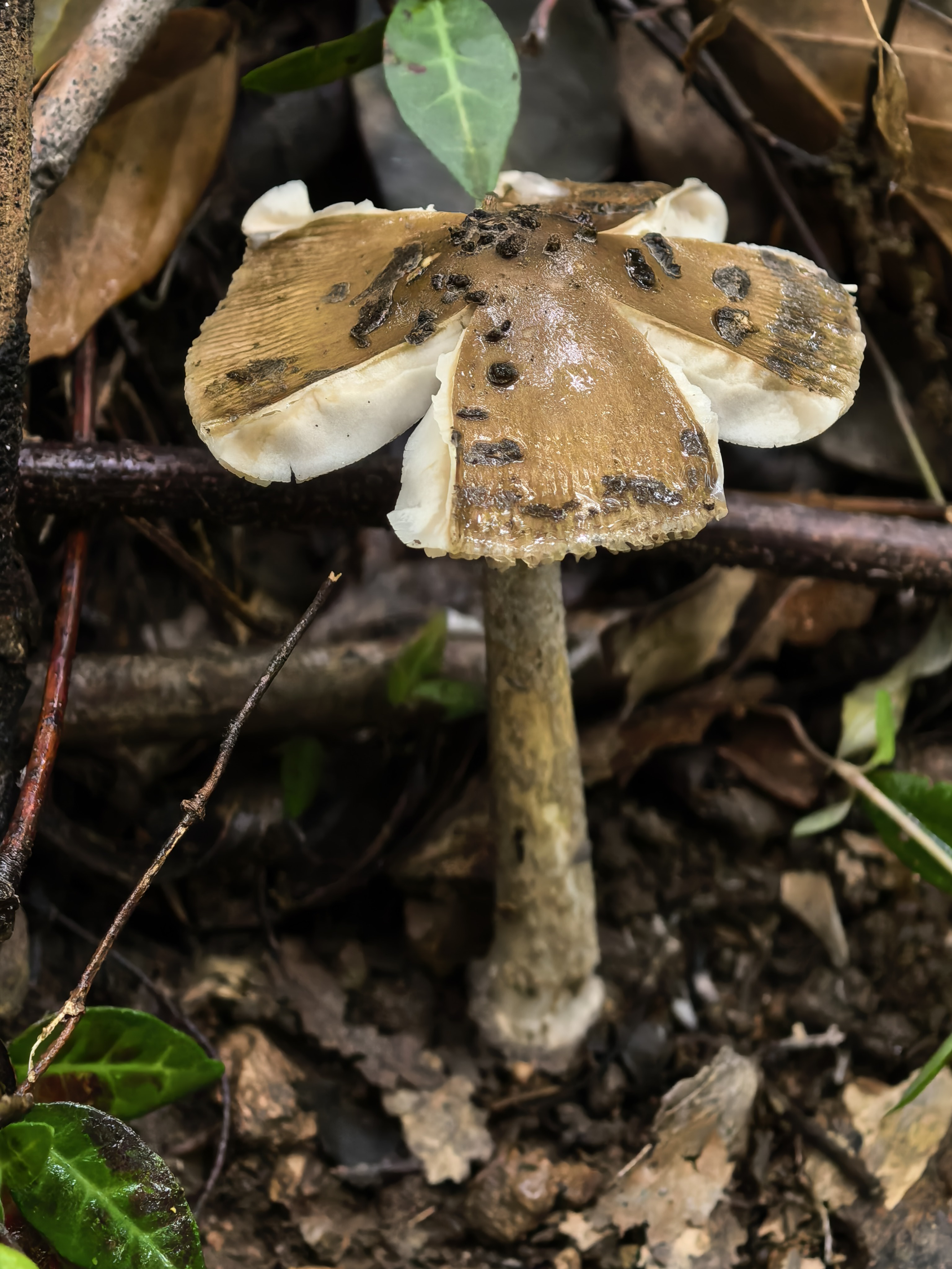 mushroom-image