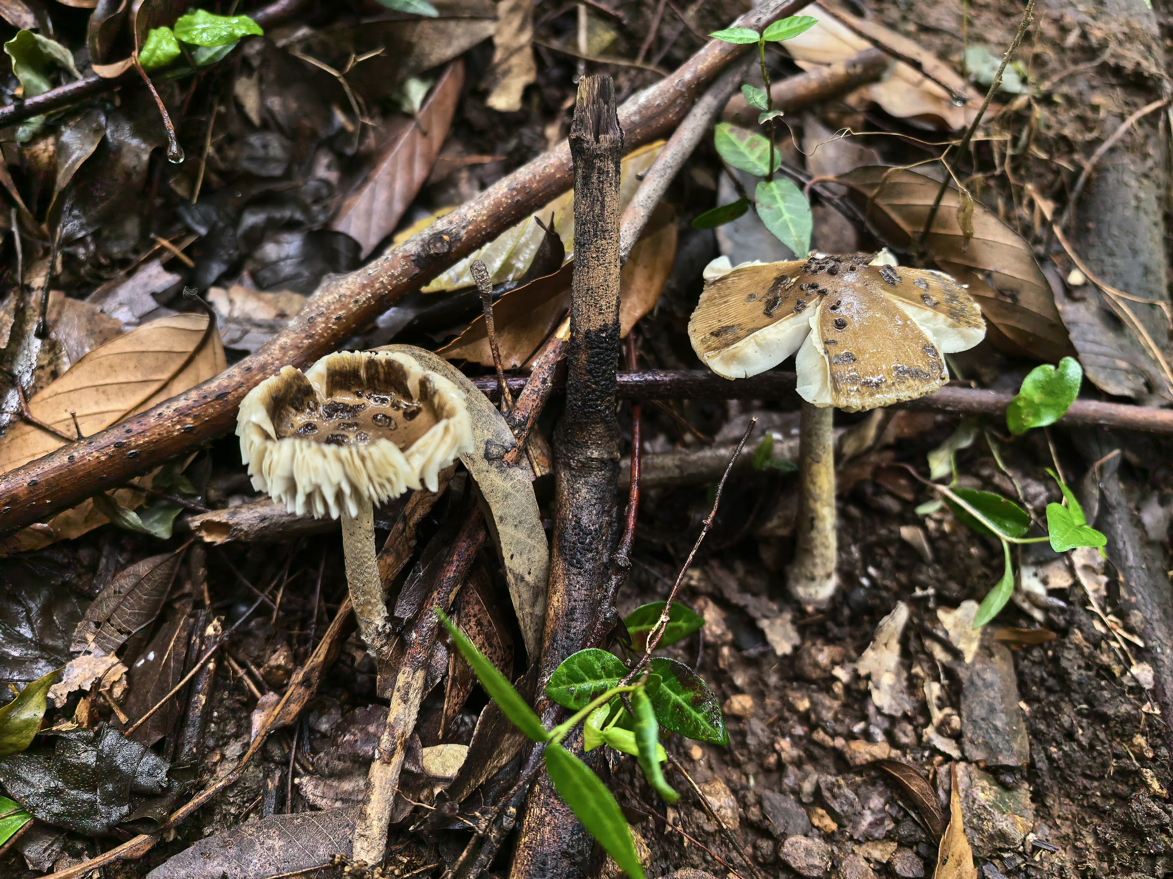 mushroom-image