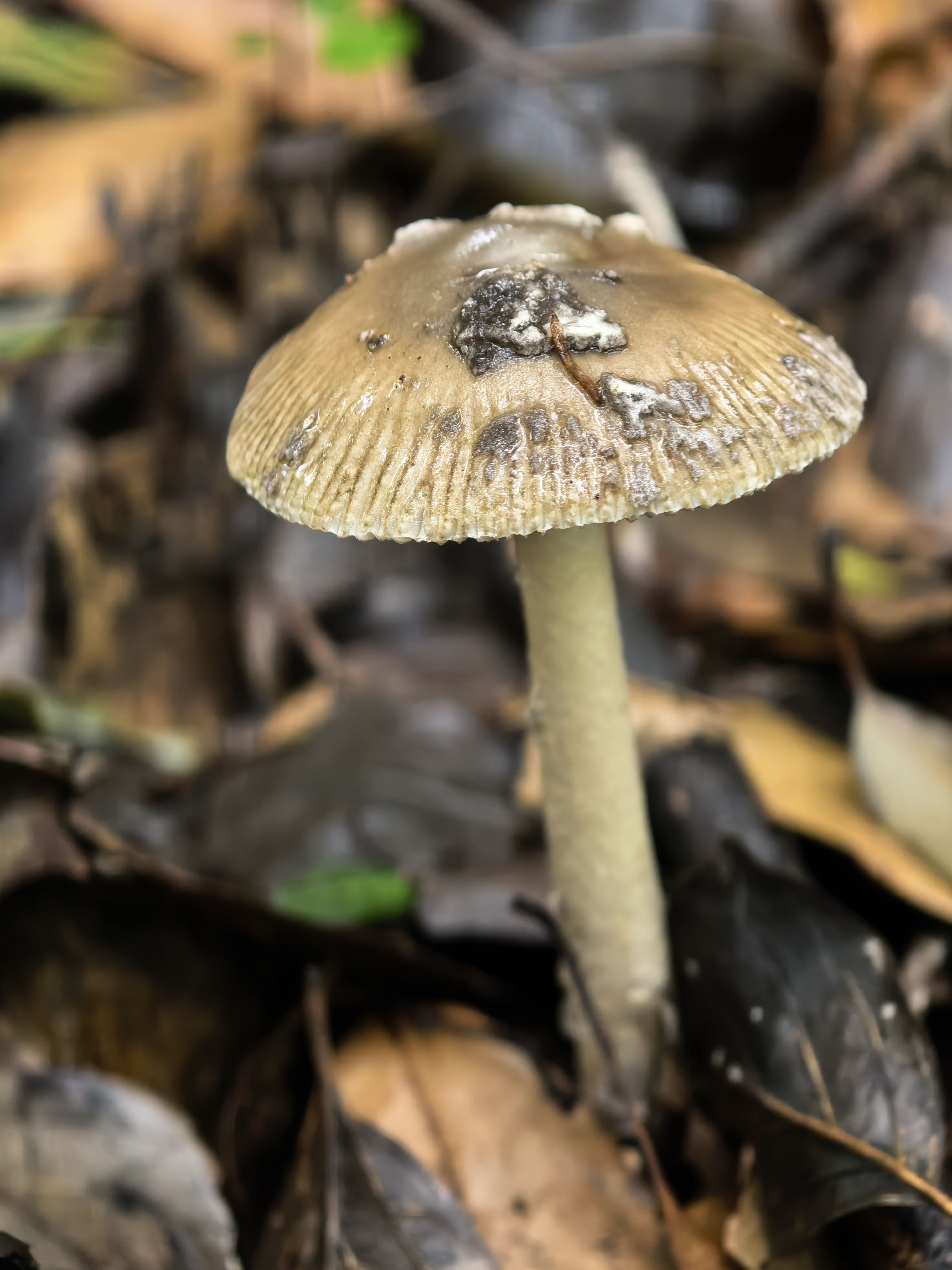mushroom-image