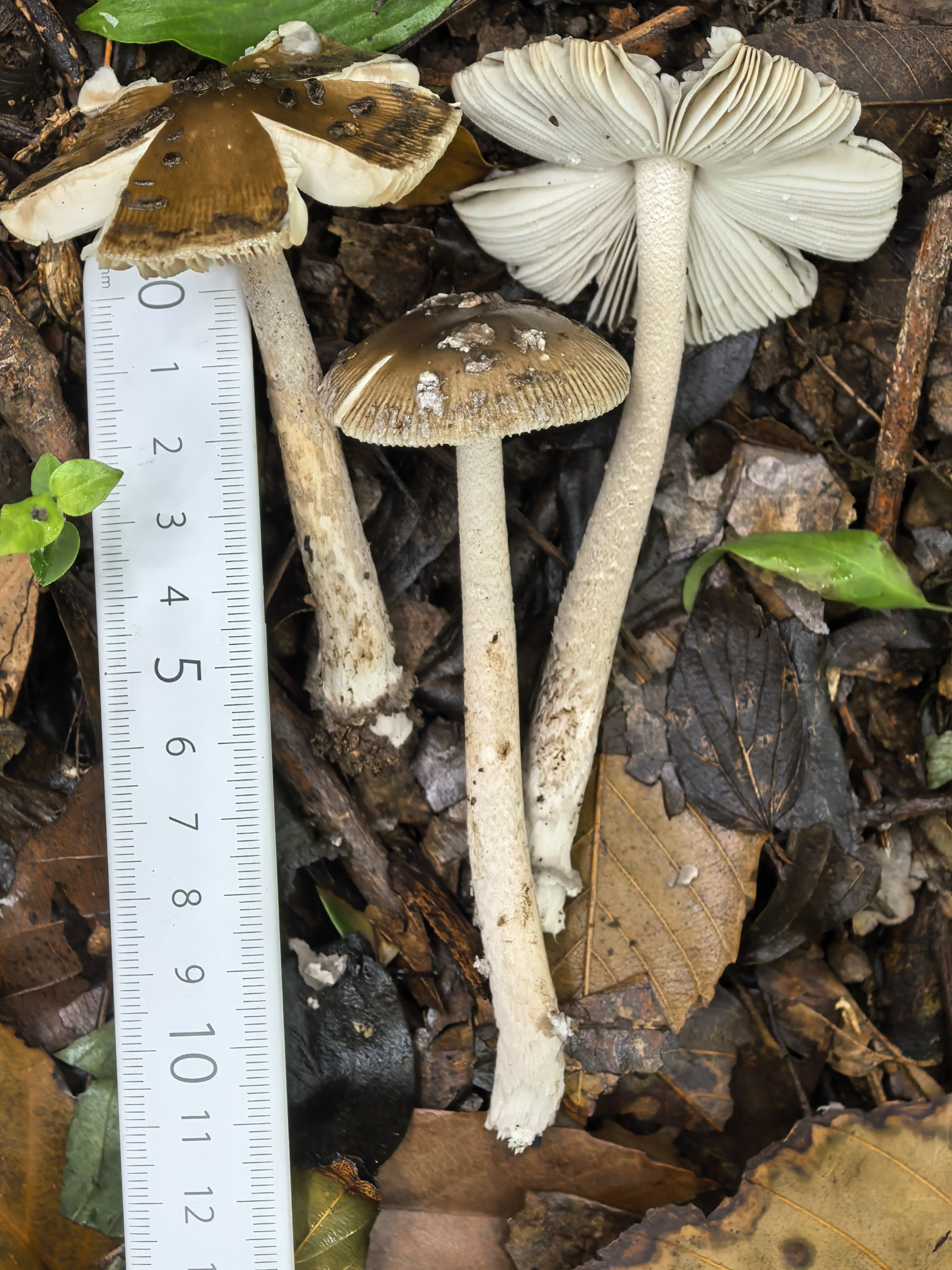 mushroom-image