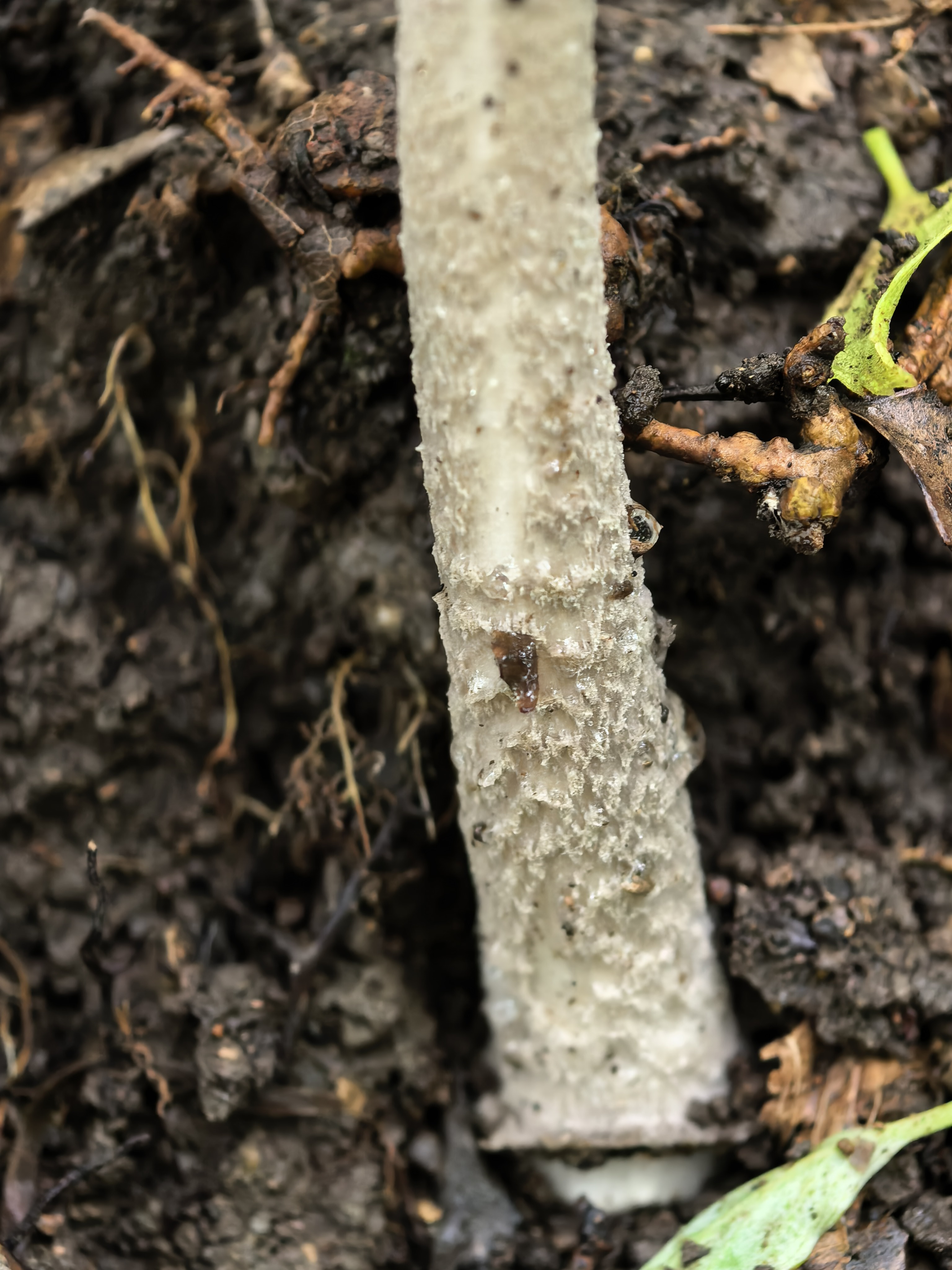 mushroom-image