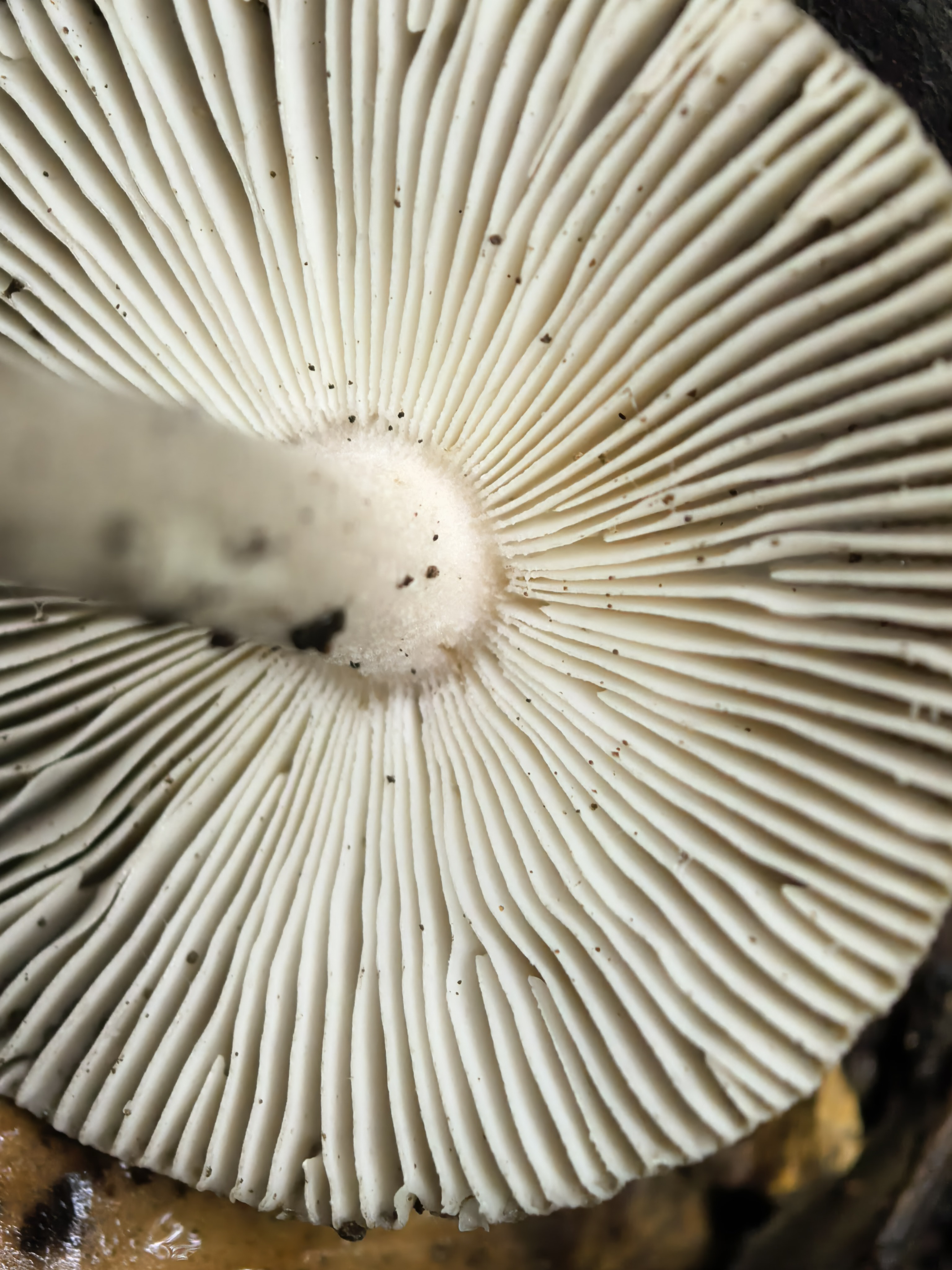 mushroom-image