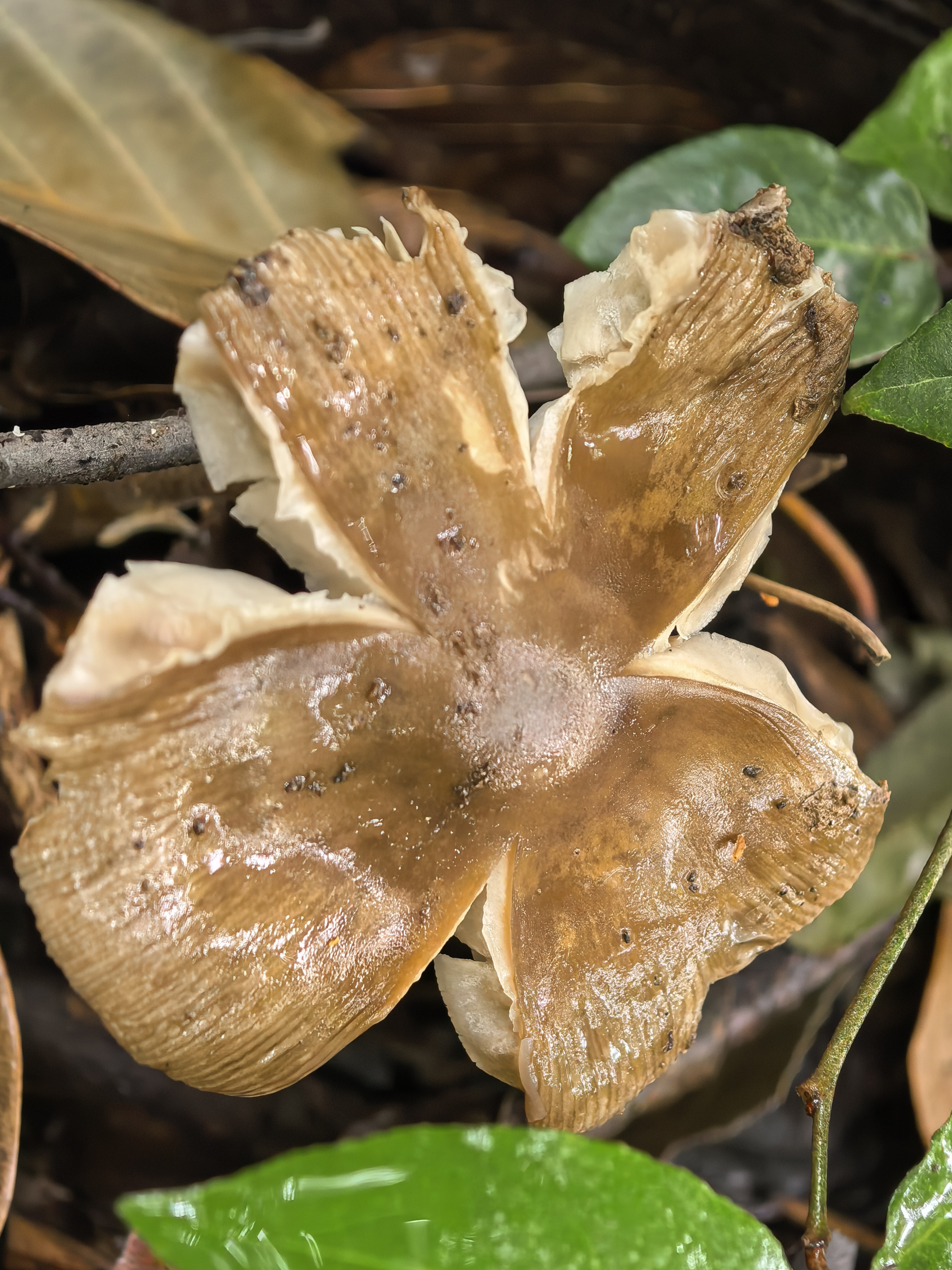 mushroom-image