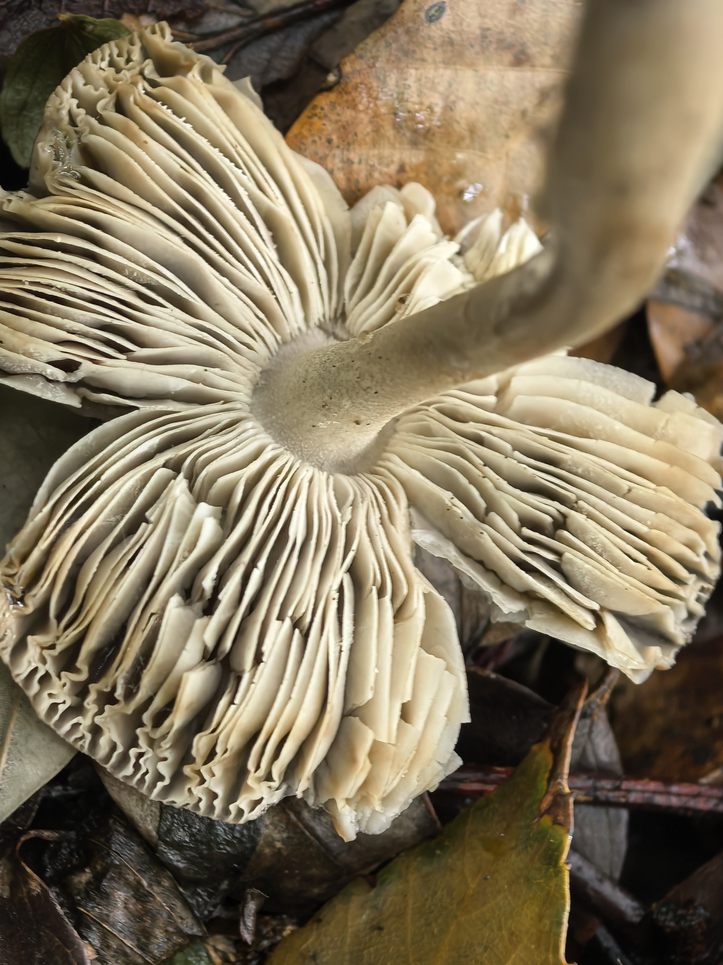 mushroom-image
