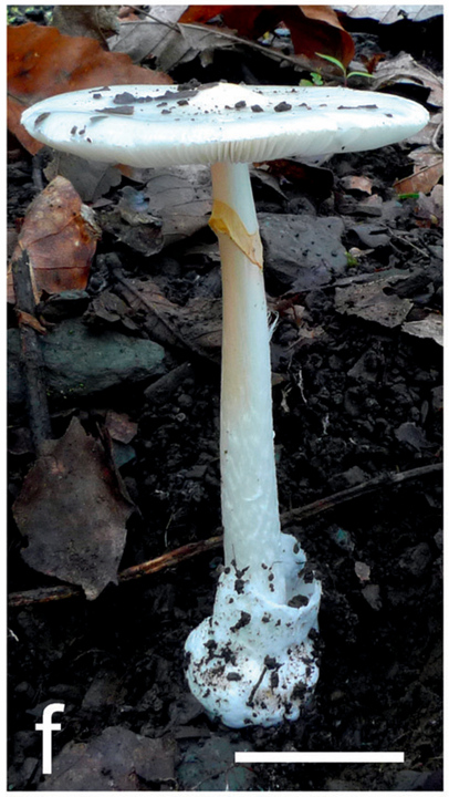 mushroom-image