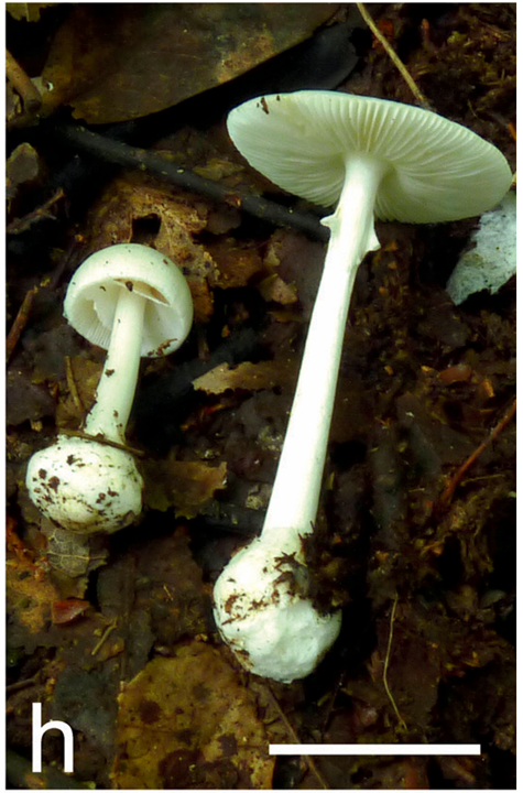 mushroom-image