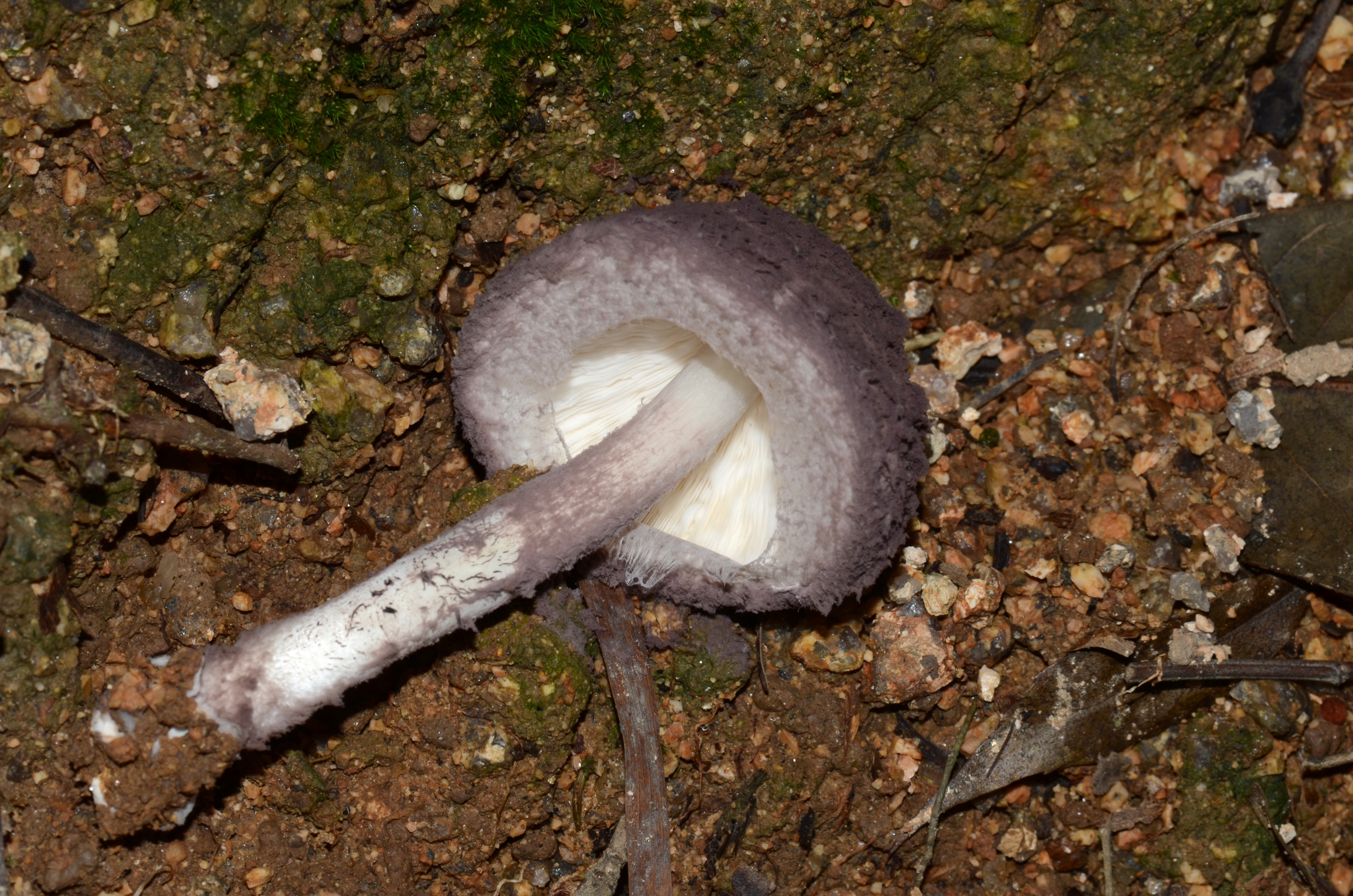 mushroom-image