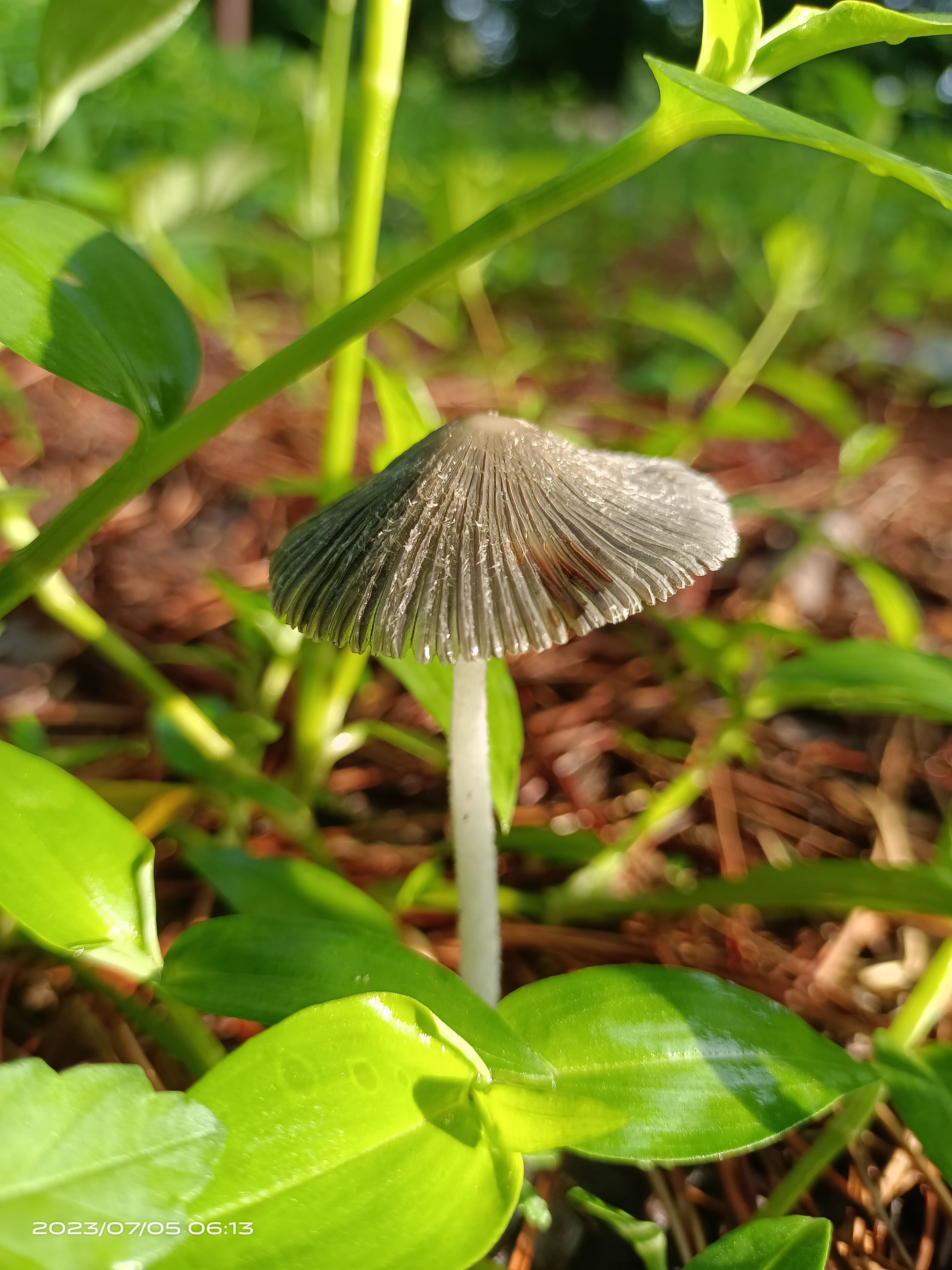mushroom-image