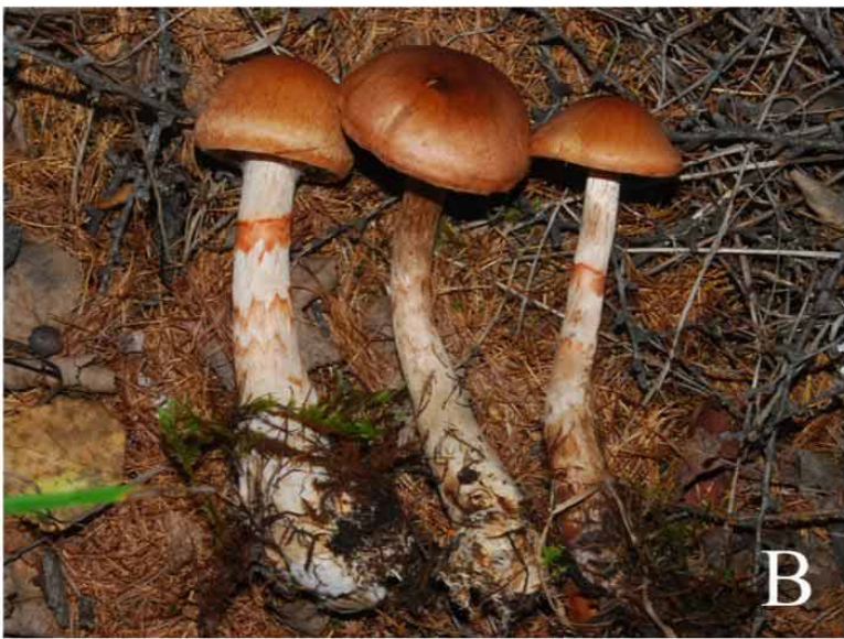 mushroom-image