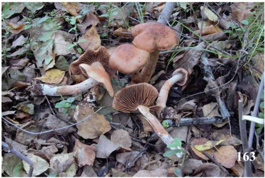 mushroom-image