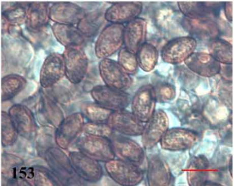 mushroom-image