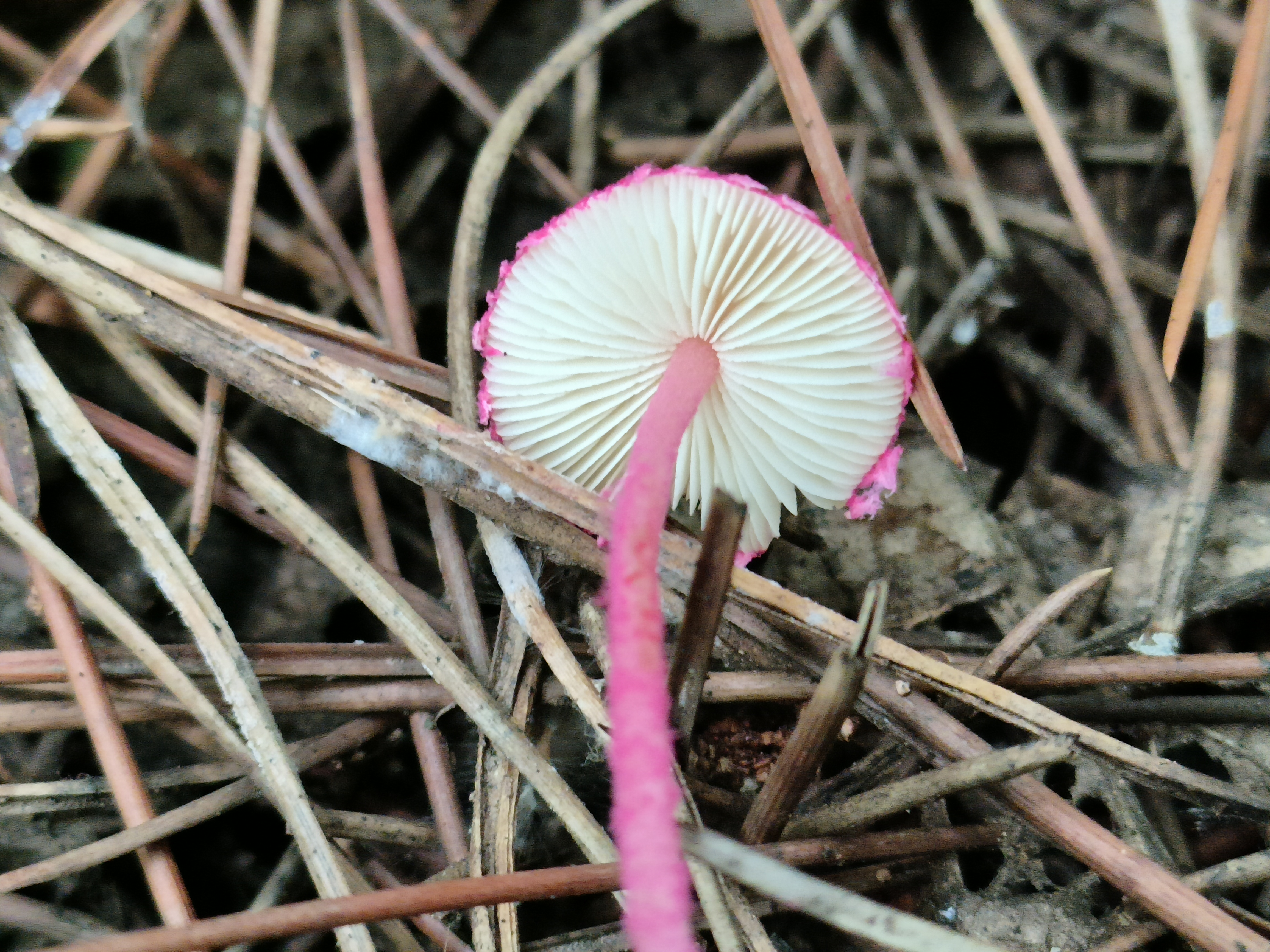 mushroom-image