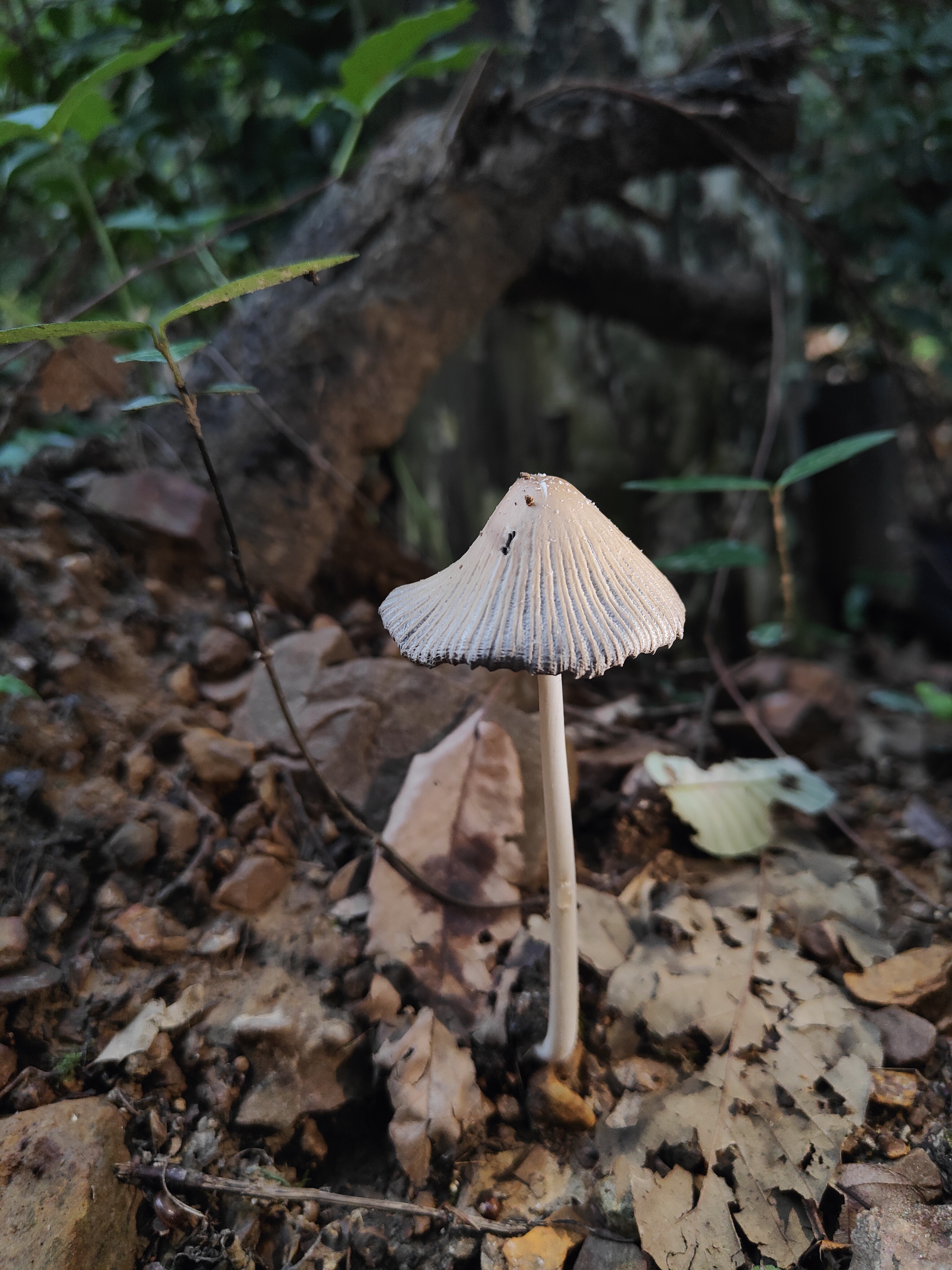 mushroom-image