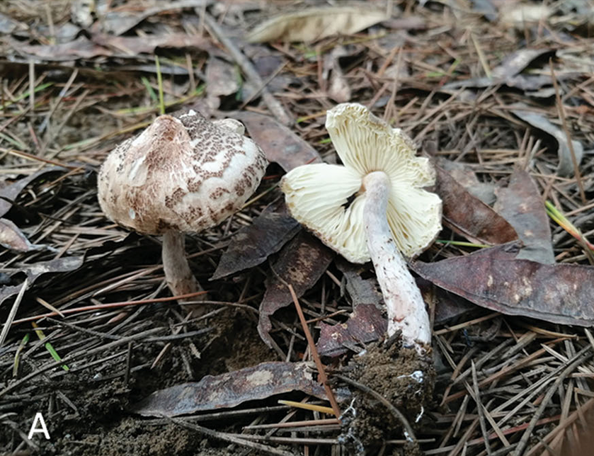 mushroom-image