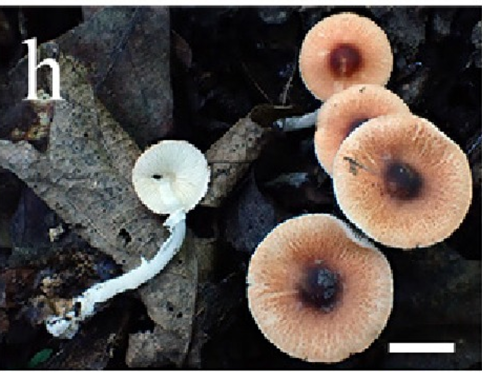 mushroom-image