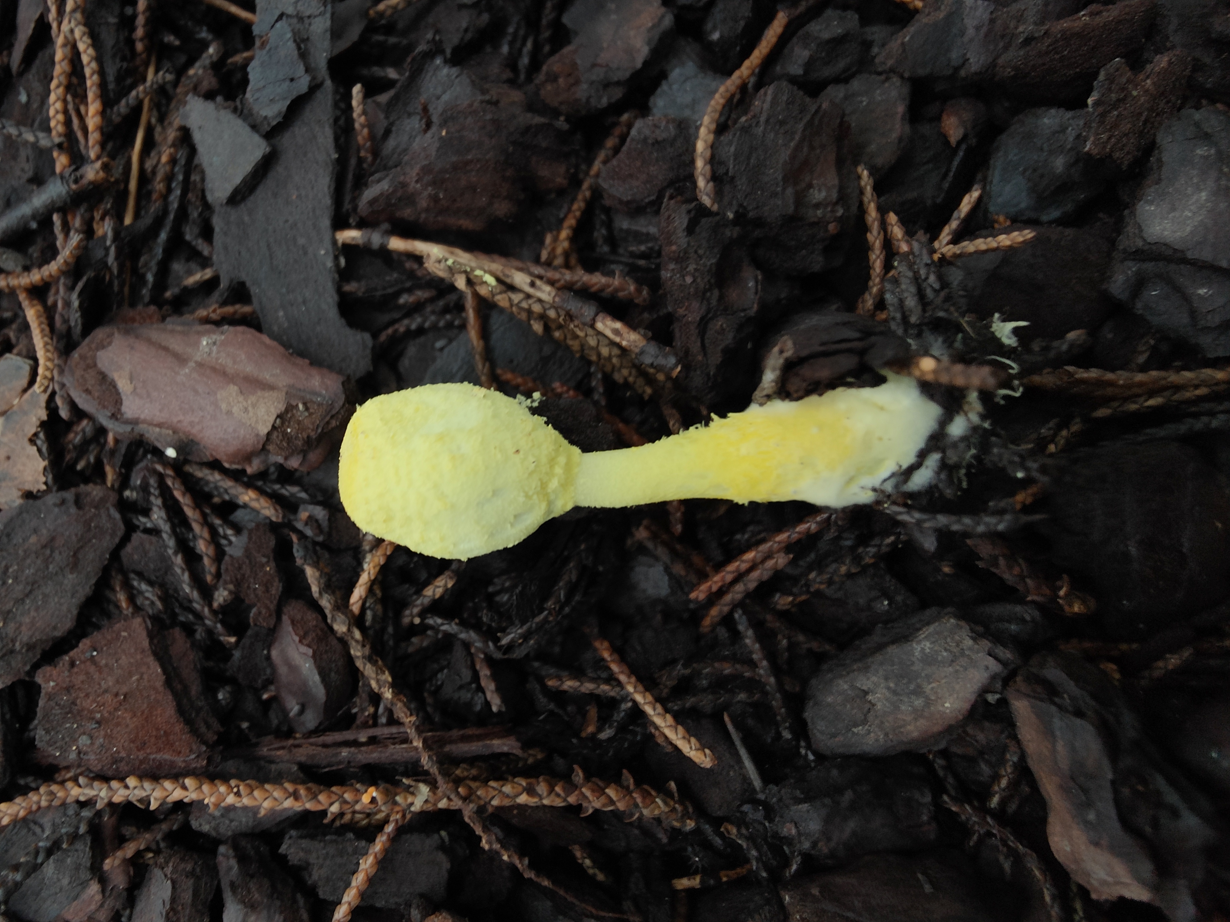 mushroom-image