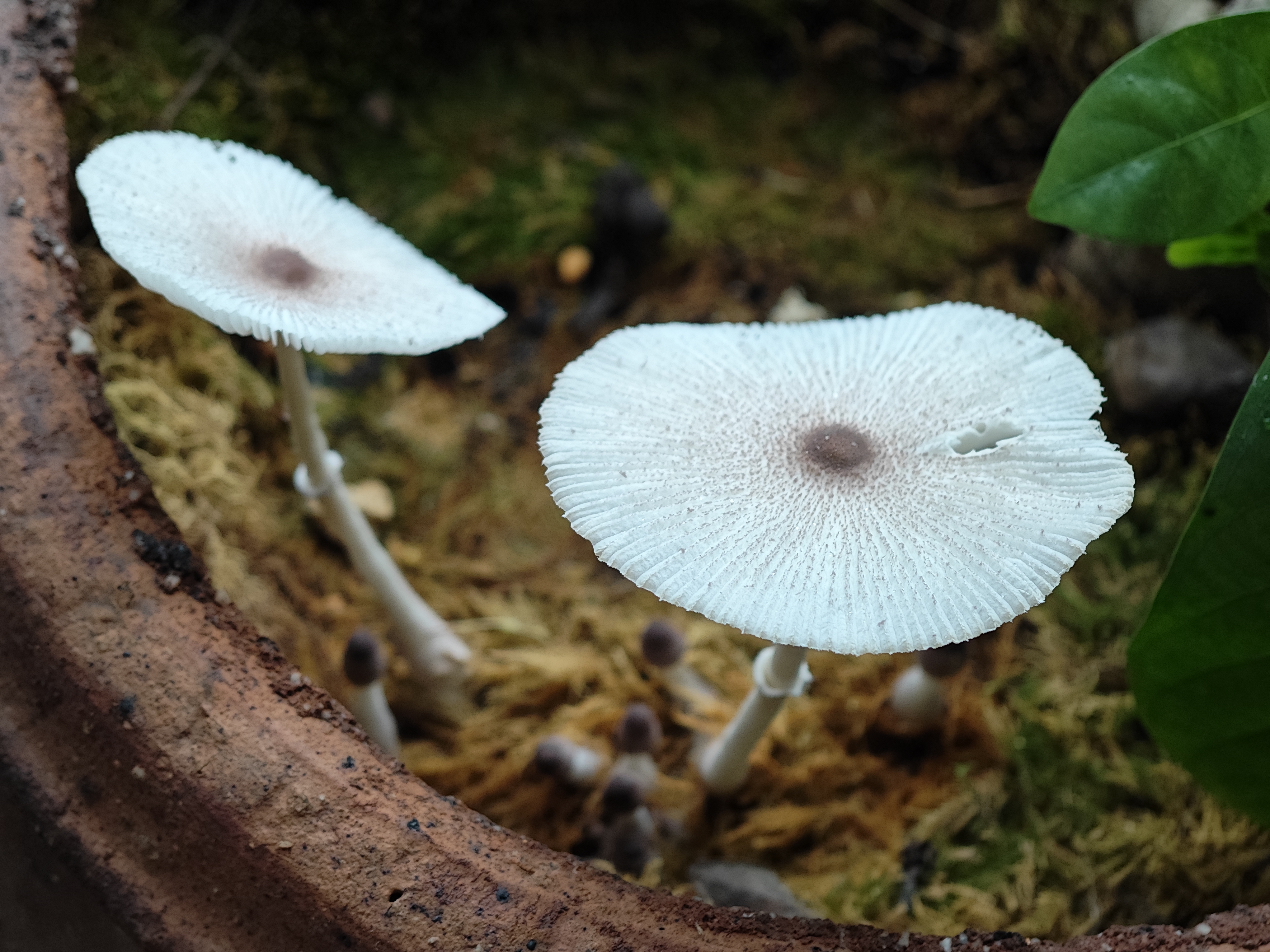 mushroom-image