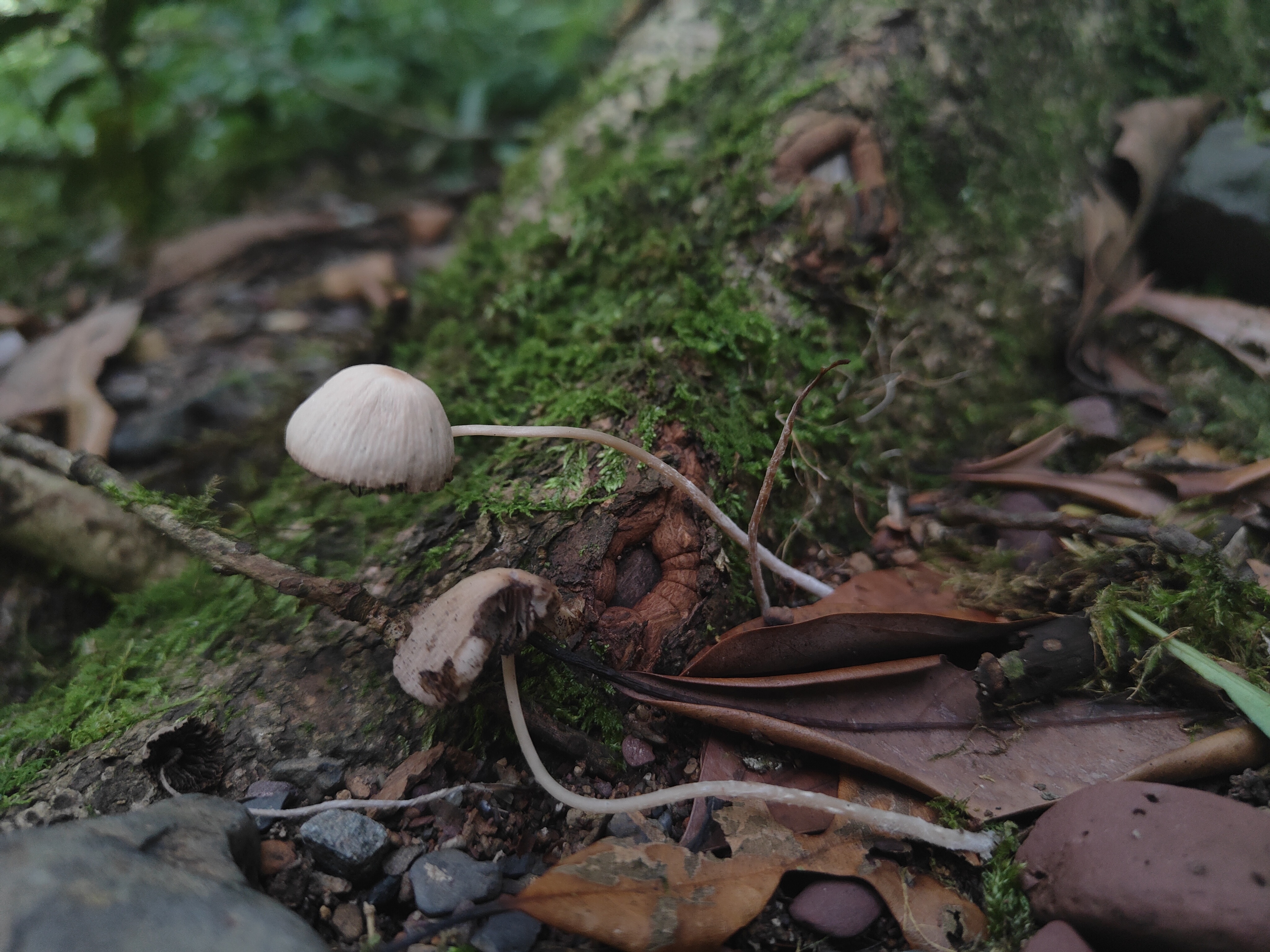 mushroom-image