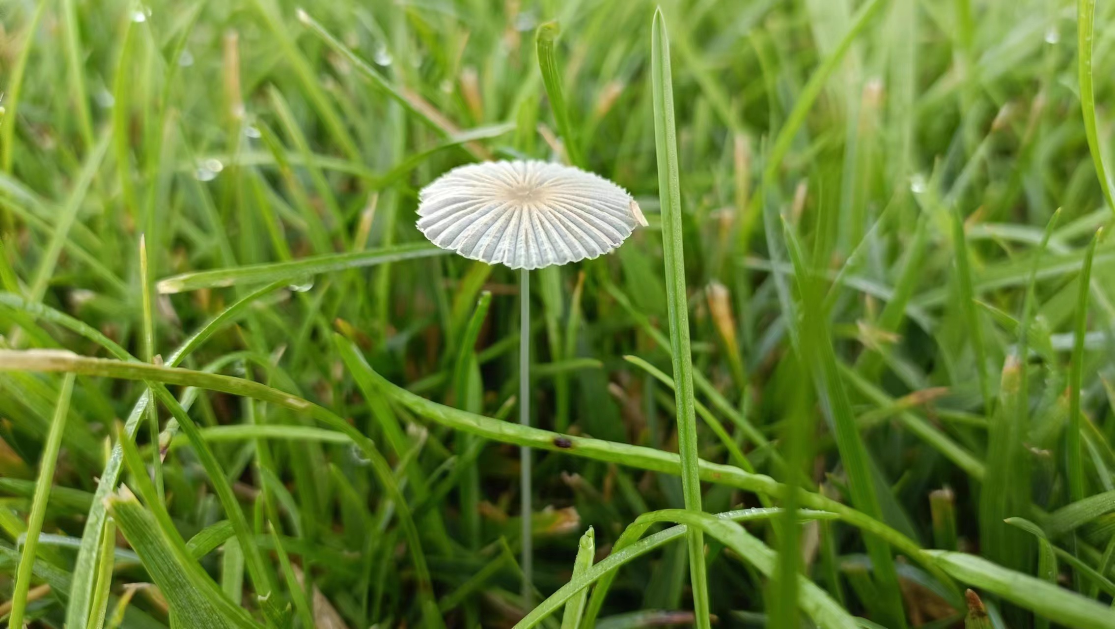mushroom-image