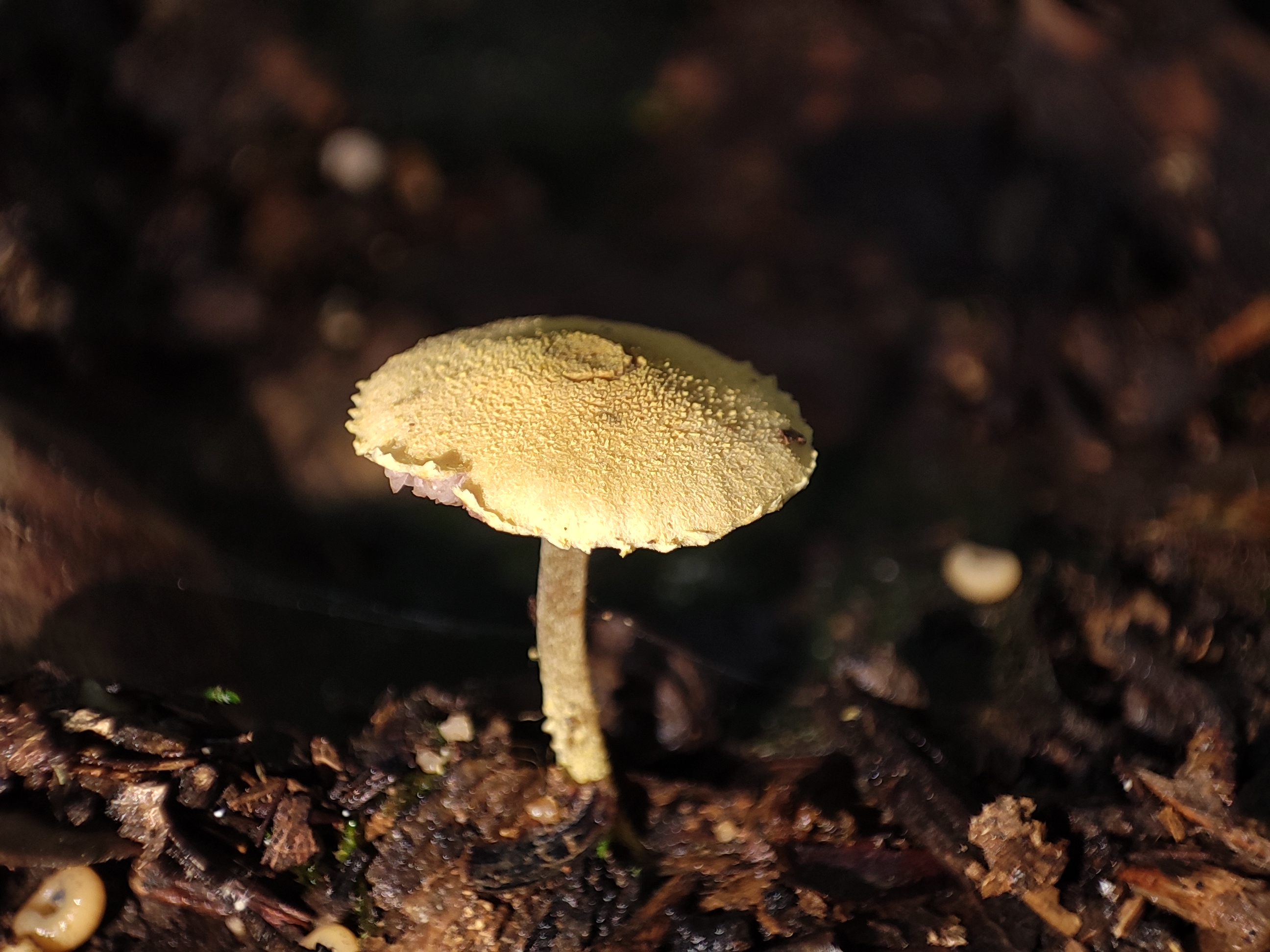 mushroom-image